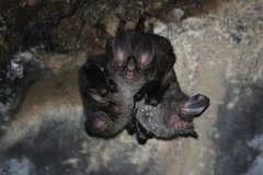 Chrotopterus auritus