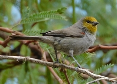 Auriparus flaviceps