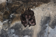 Chrotopterus auritus