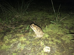 Rhinella marina