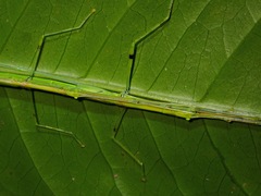 Anarchodes annulipes