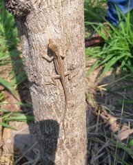 Anolis wellbornae