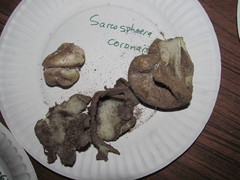 Sarcosphaera coronaria