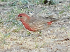 Haemorhous mexicanus