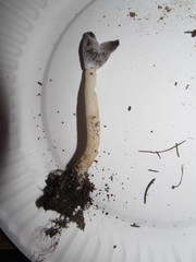 Hypomyces cervinigenus