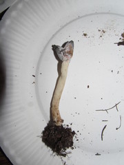 Hypomyces cervinigenus