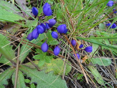 Polygala microphylla