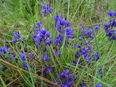 Polygala microphylla