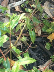 Persicaria praetermissa