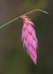 Johnsonia teretifolia