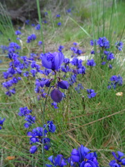 Polygala microphylla