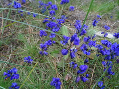 Polygala microphylla