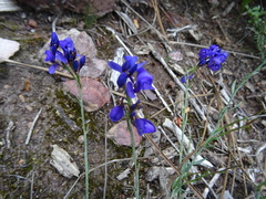 Polygala microphylla