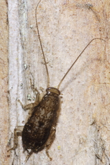 Parellipsidion latipenne