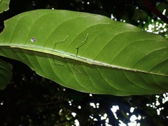 Anarchodes annulipes