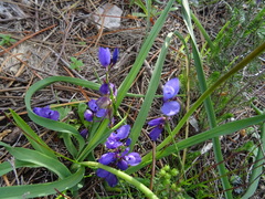 Polygala microphylla