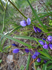 Polygala microphylla