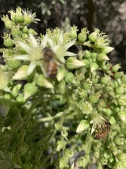 Apis mellifera