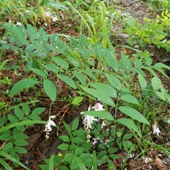Indigofera kirilowii