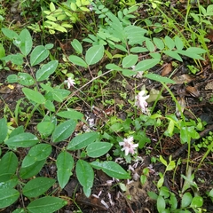 Indigofera kirilowii
