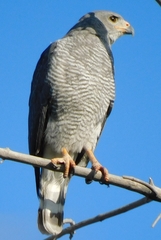 Buteo plagiatus