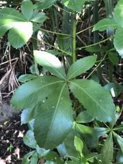 Pseudopanax lessonii