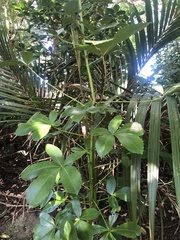 Pseudopanax lessonii