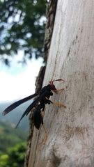Polistes erythrocephalus