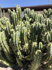 Myrtillocactus
