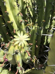Myrtillocactus
