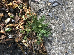 Matricaria discoidea