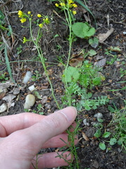 Rorippa pyrenaica