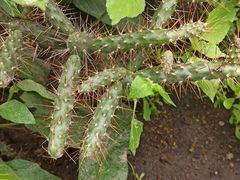 Opuntia aequatorialis