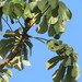 Cecropia concolor - Photo 由 Vincent A. Vos 所上傳的 (c) Vincent A. Vos，保留部份權利CC BY