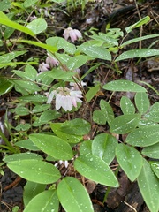 Indigofera kirilowii