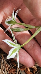 Ornithogalum baeticum image