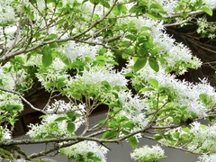Chionanthus