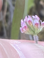 Trifolium bifidum decipiens