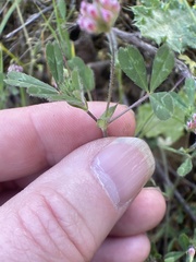 Trifolium bifidum decipiens