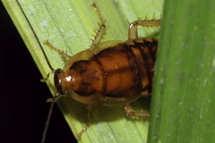 Celatoblatta undulivitta