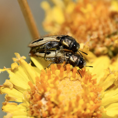 Acmaeodera latiflava
