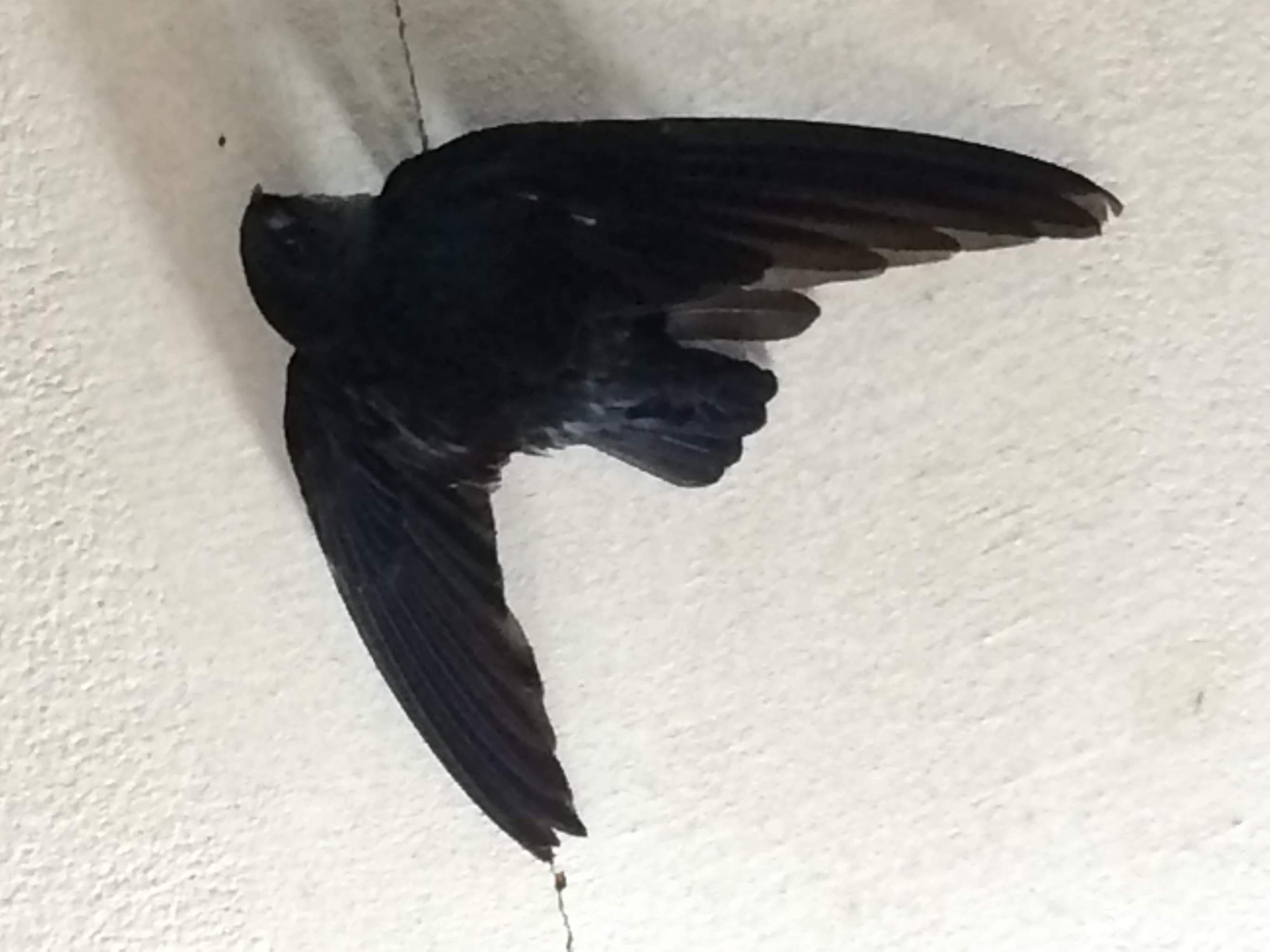 Ridgetop Swiftlet (Collocalia isonota), photo 1