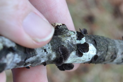 Resupinatus alboniger