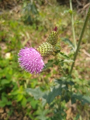 Cirsium mexicanum