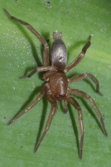 Hypodrassodes maoricus