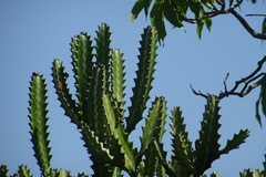 Euphorbia lactea