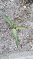Tradescantia spathacea