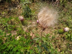 Cirsium mexicanum