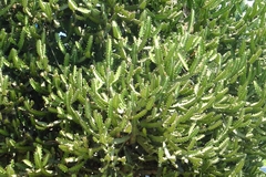 Euphorbia lactea