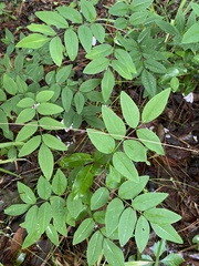 Indigofera kirilowii